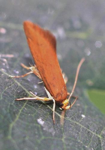 Crassa unitella